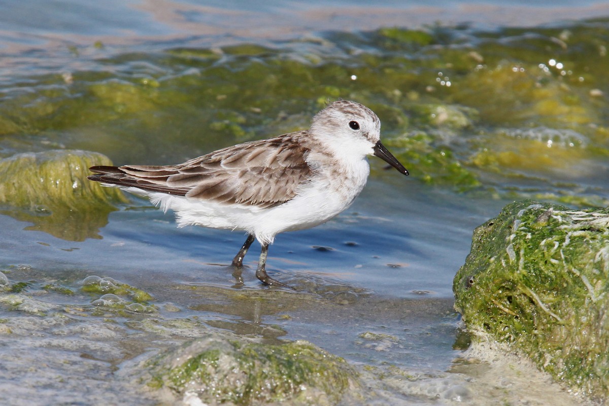 Little Stint - ML39146371