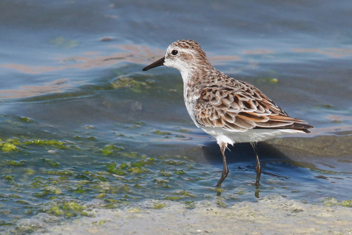 Little Stint - ML39146381