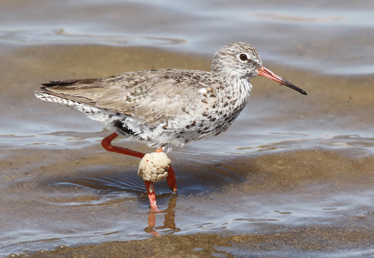 Common Redshank - ML39146421