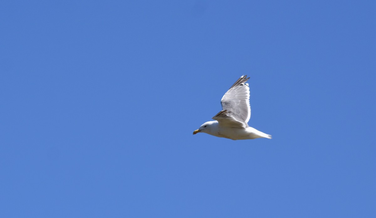 Gaviota Argéntea (americana) - ML391464271