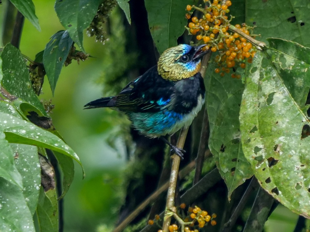 Golden-hooded Tanager - ML391464301