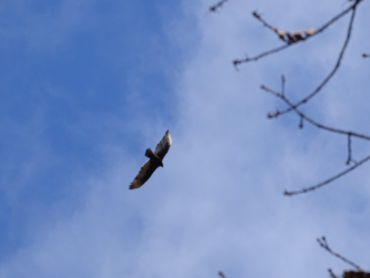 Turkey Vulture - ML391464431