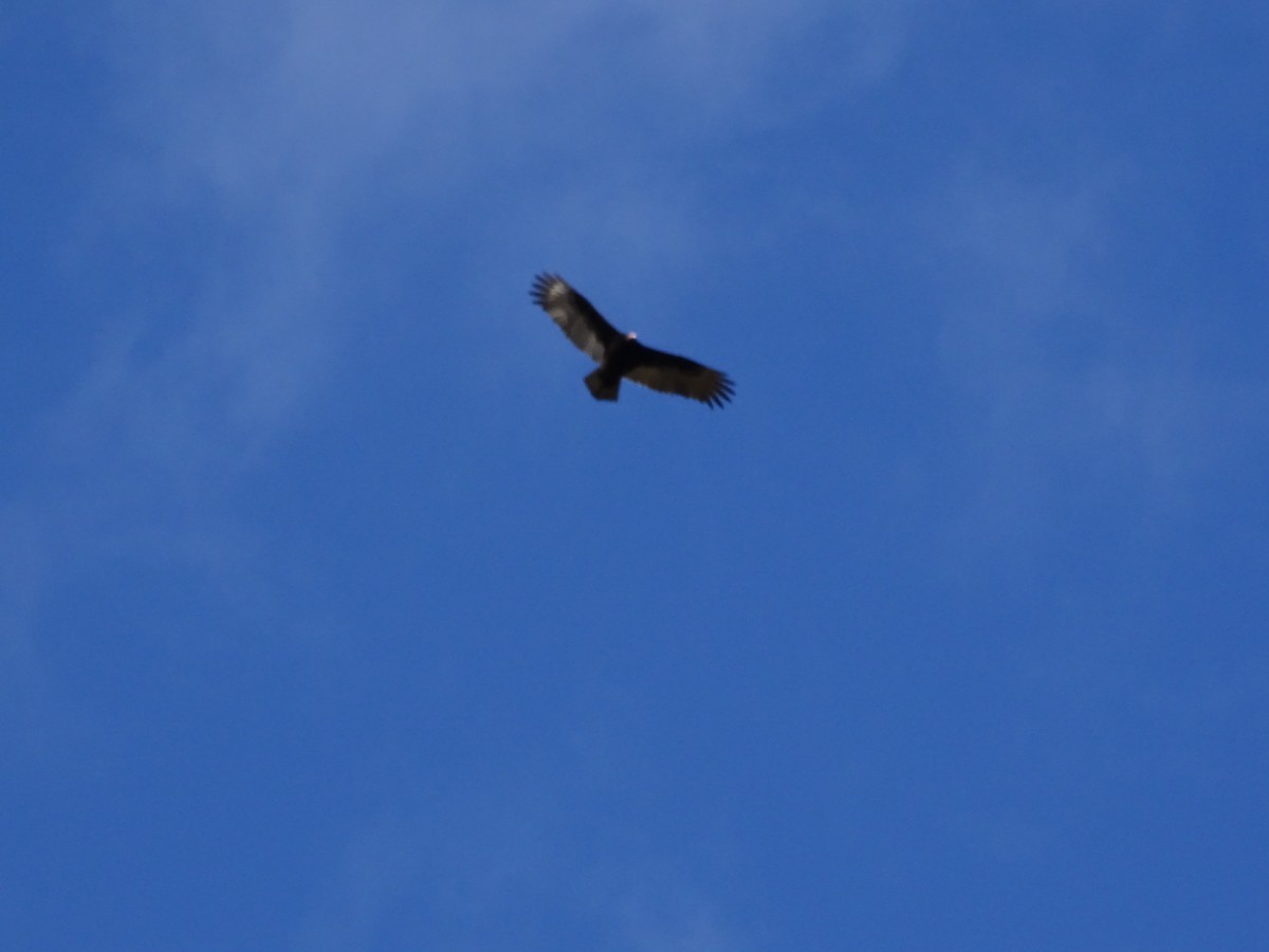 Turkey Vulture - ML391464461