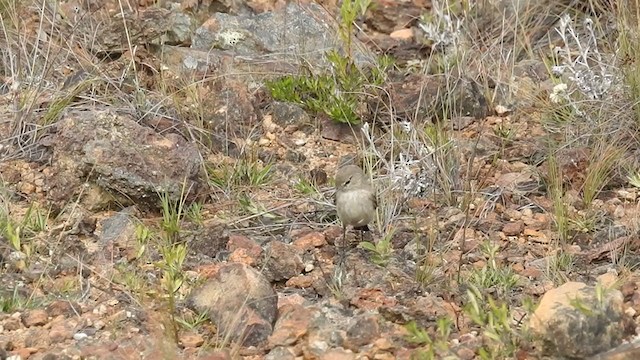 Spot-billed Ground-Tyrant - ML391464961