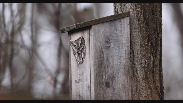 Eastern Screech-Owl (Northern) - ML391465021