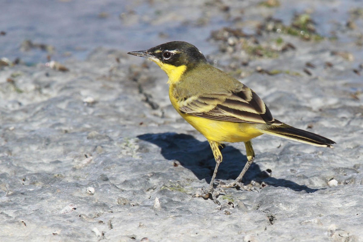 Western Yellow Wagtail - ML39146521