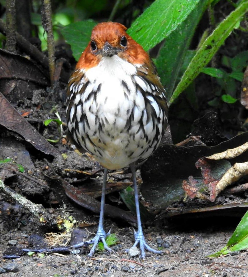 Chestnut-crowned Antpitta - ML391465241