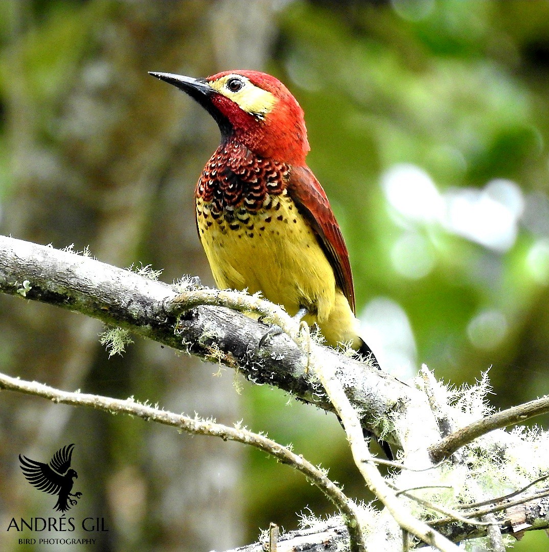 Crimson-mantled Woodpecker - ML391465391