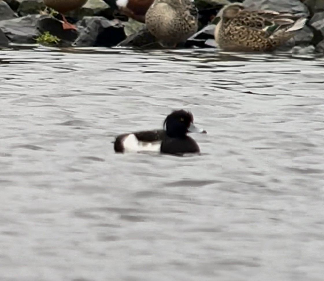 Tufted Duck - ML391465471