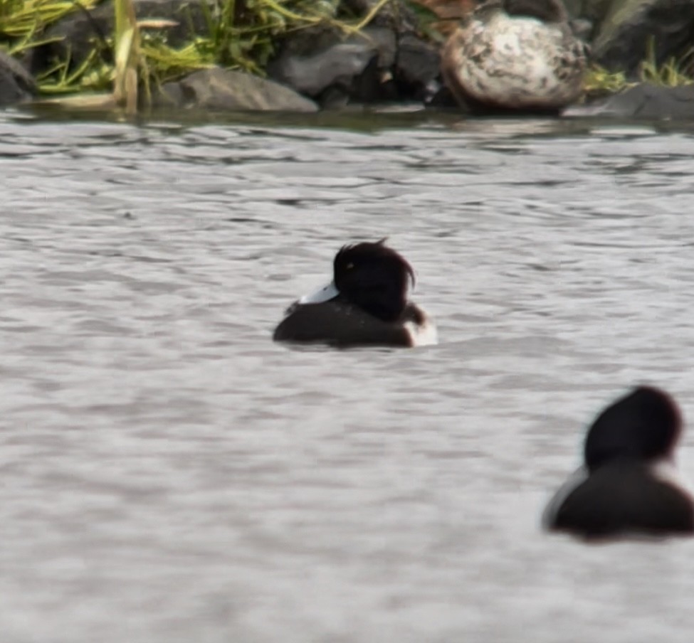 Tufted Duck - ML391465481