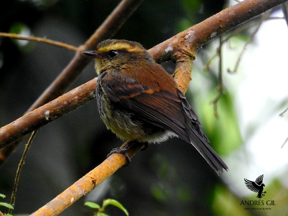 Yellow-bellied Chat-Tyrant - ML391466551