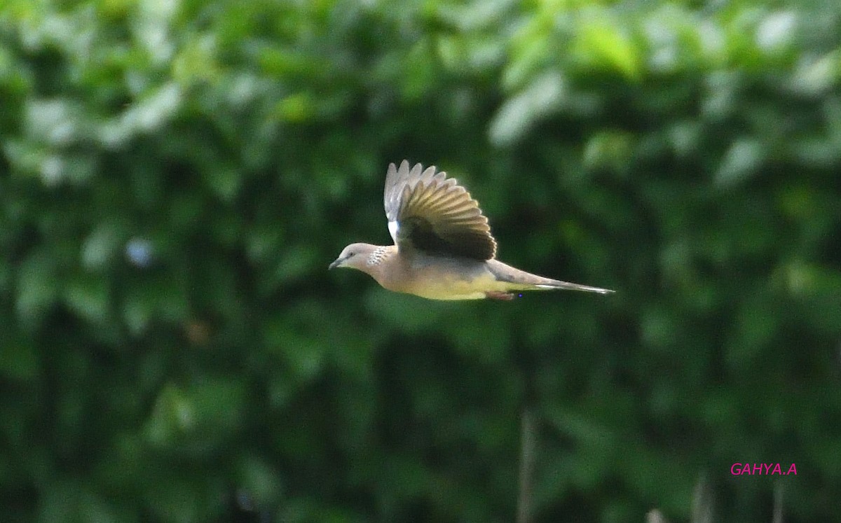 Spotted Dove - ML391467161