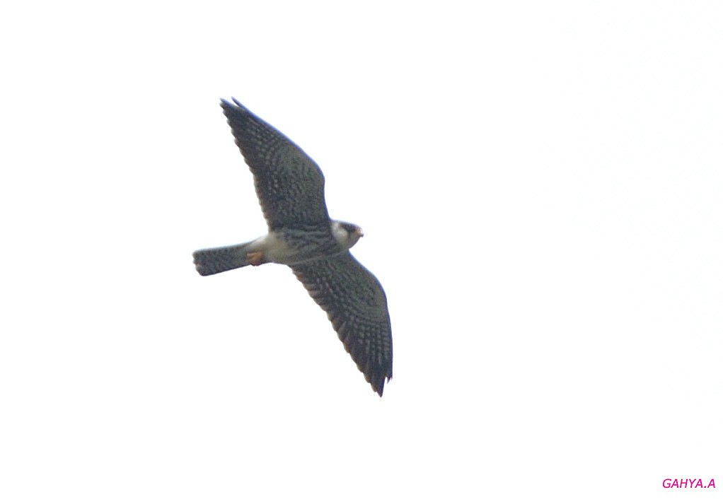 Amur Falcon - ML391468461