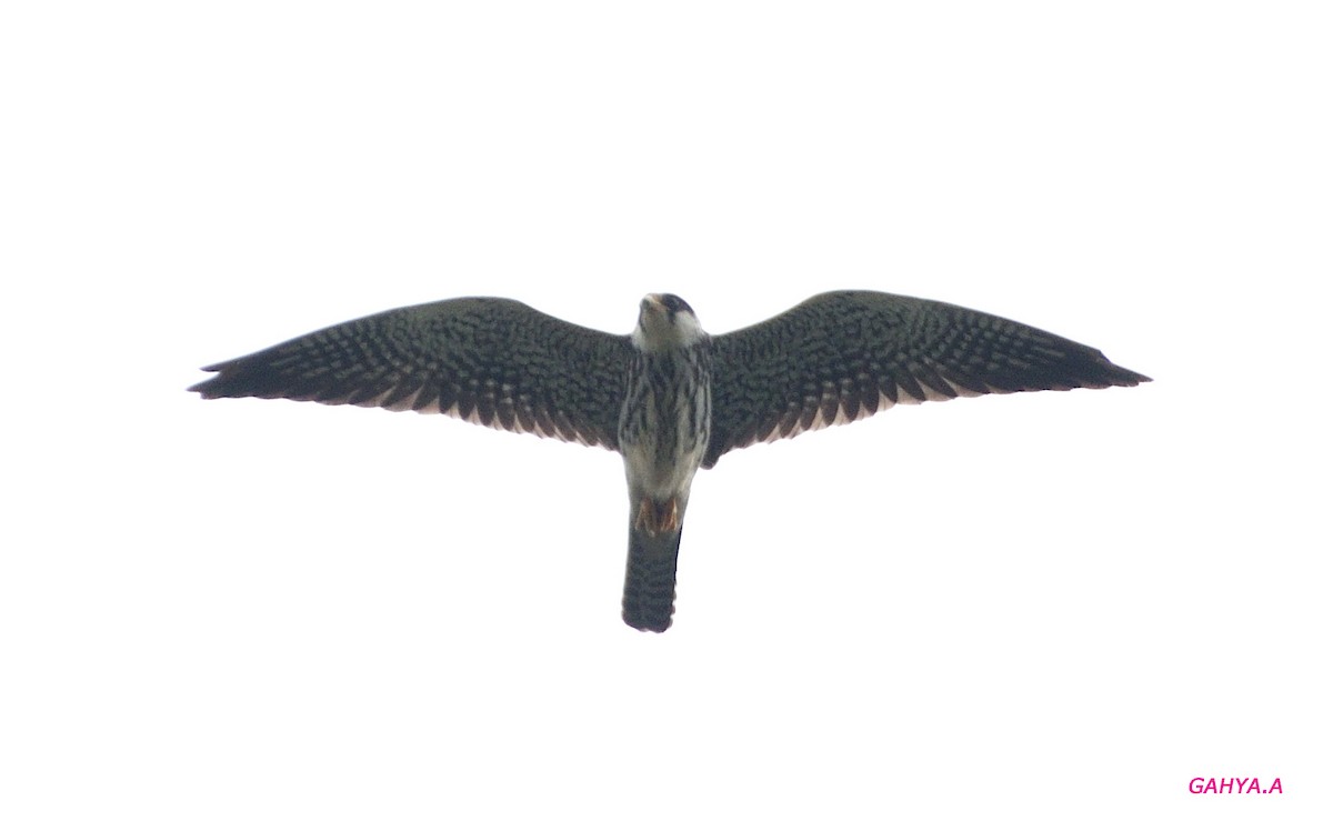 Amur Falcon - ML391468471