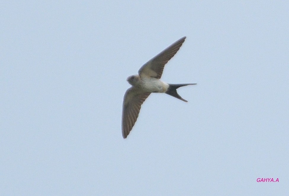 Red-rumped Swallow - ML391468681