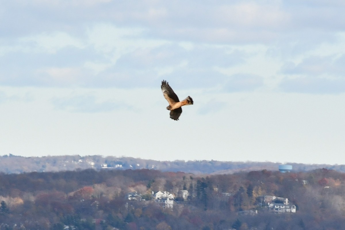 Northern Harrier - ML391469691