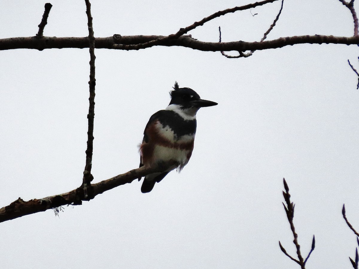 Belted Kingfisher - ML391470961