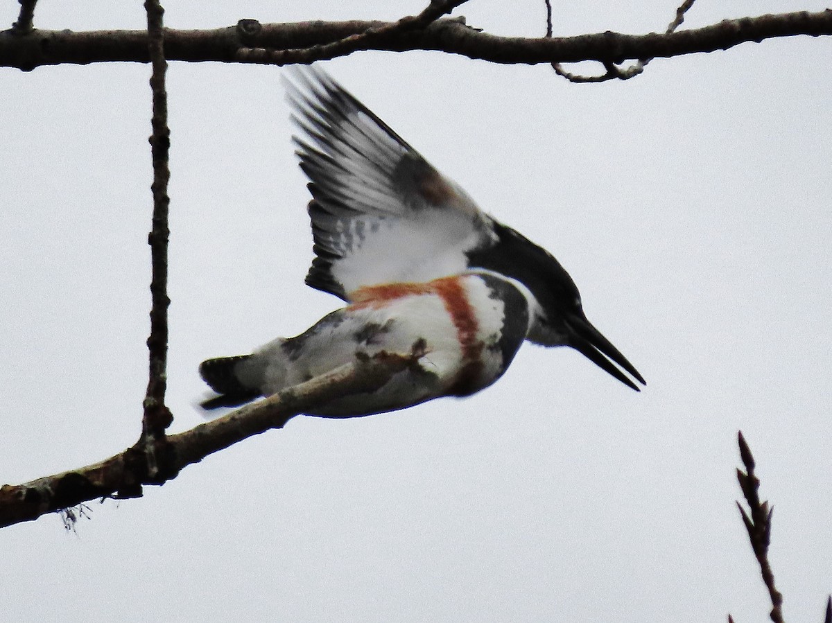 Belted Kingfisher - ML391470971