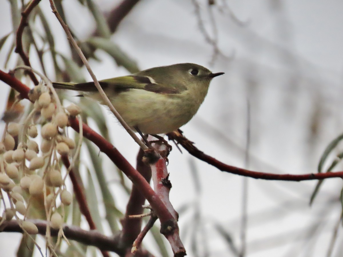 Ruby-crowned Kinglet - ML391471061