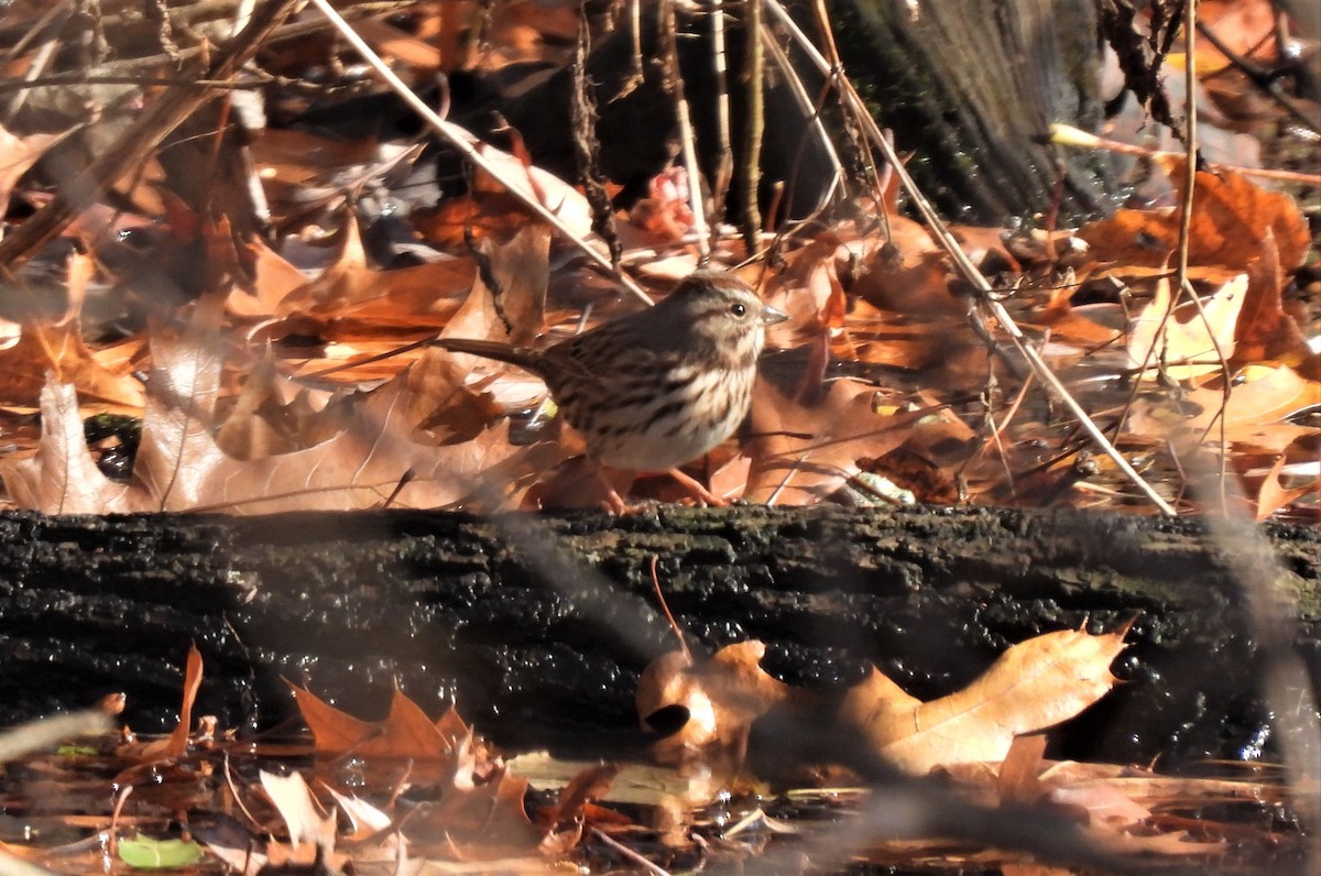 Song Sparrow - ML391471581