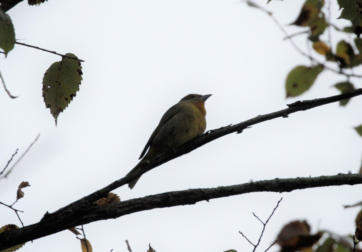 Hepatic Tanager - ML391472381