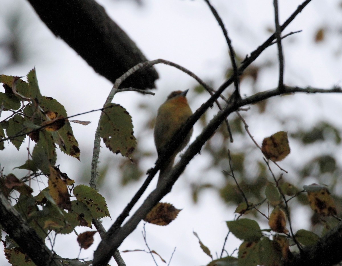 Hepatic Tanager - ML391472391