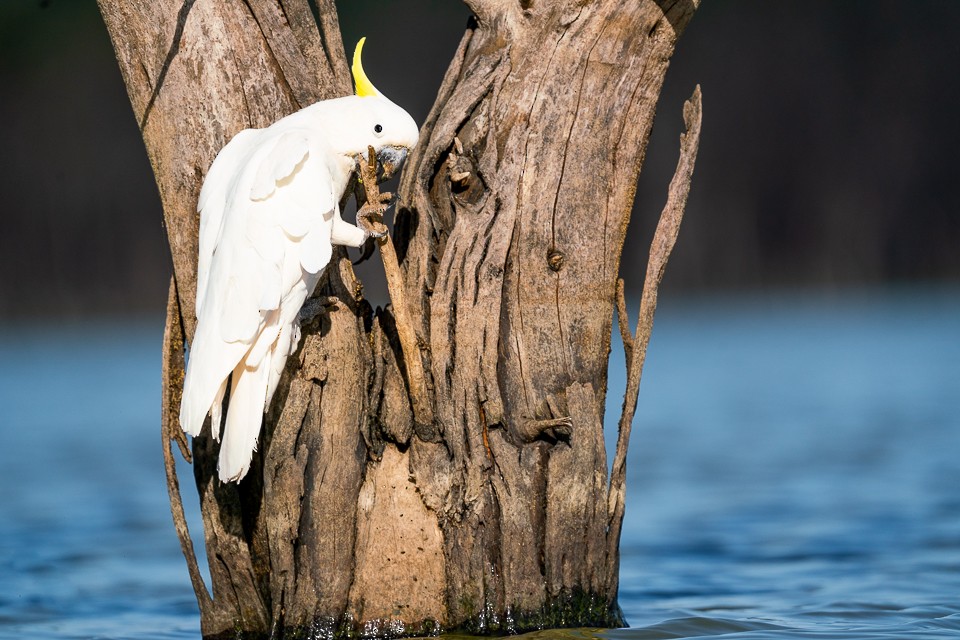 Sulphur-crested Cockatoo - ML391473371