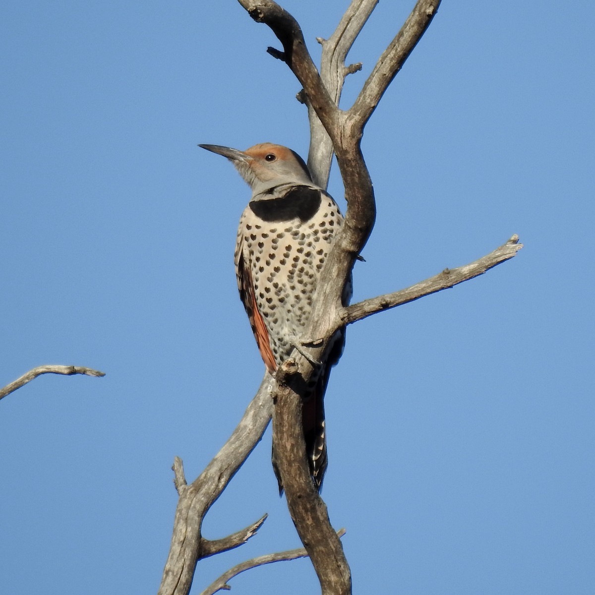 Northern Flicker (Red-shafted) - ML391473541