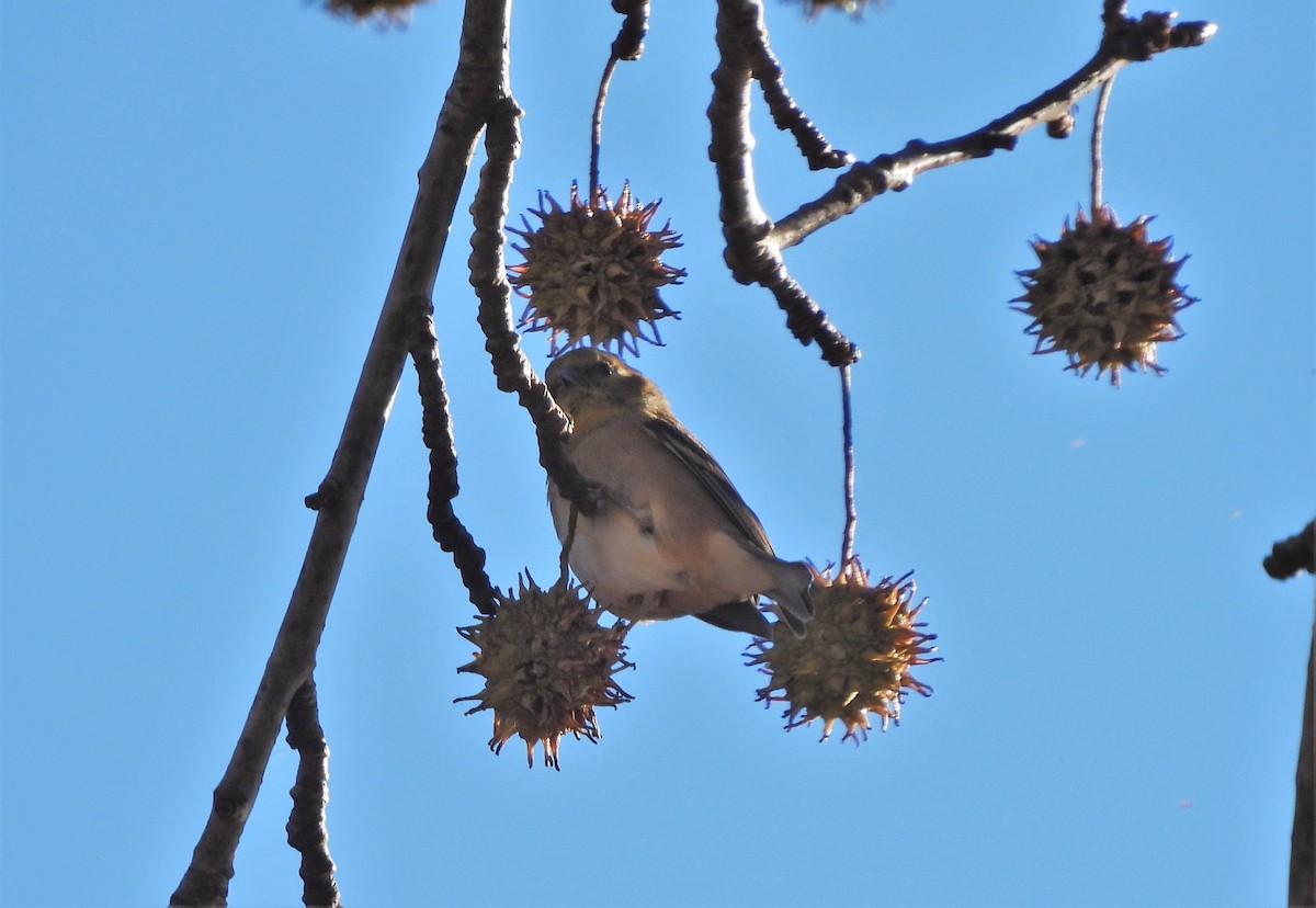 American Goldfinch - ML391474511