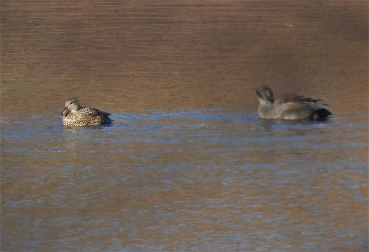 Gadwall - ML391474981