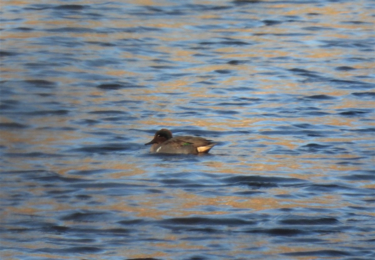 Green-winged Teal - ML391475161