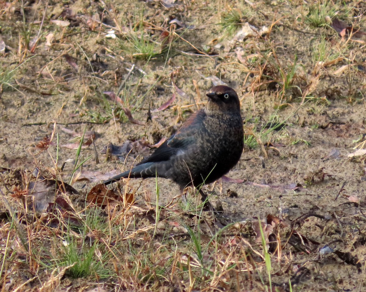 Rusty Blackbird - ML391475291