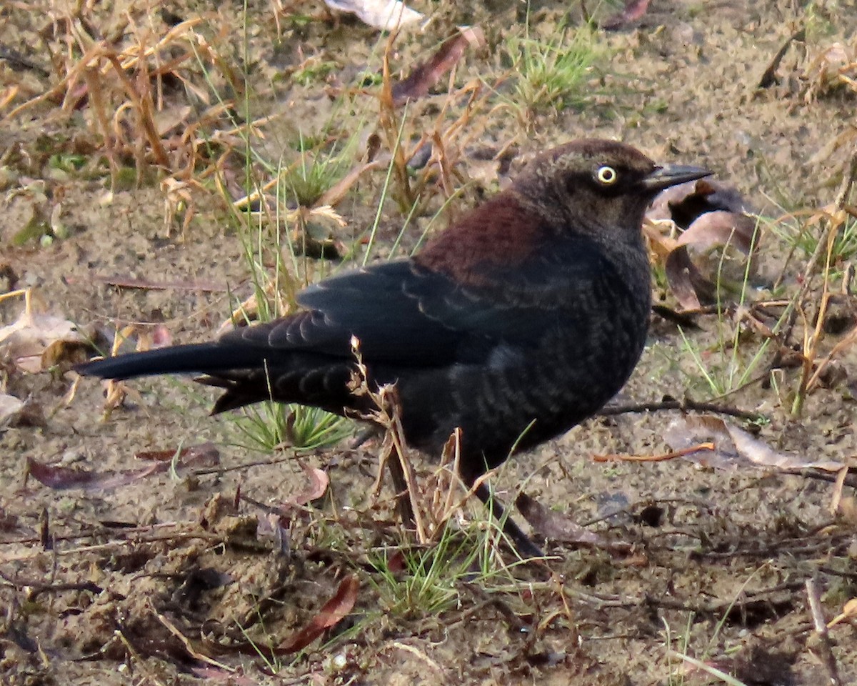 Rusty Blackbird - ML391475311