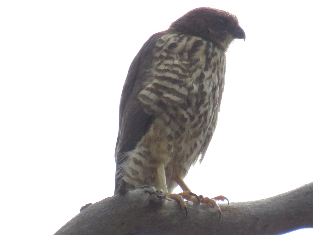 Brown Goshawk - ML391476081