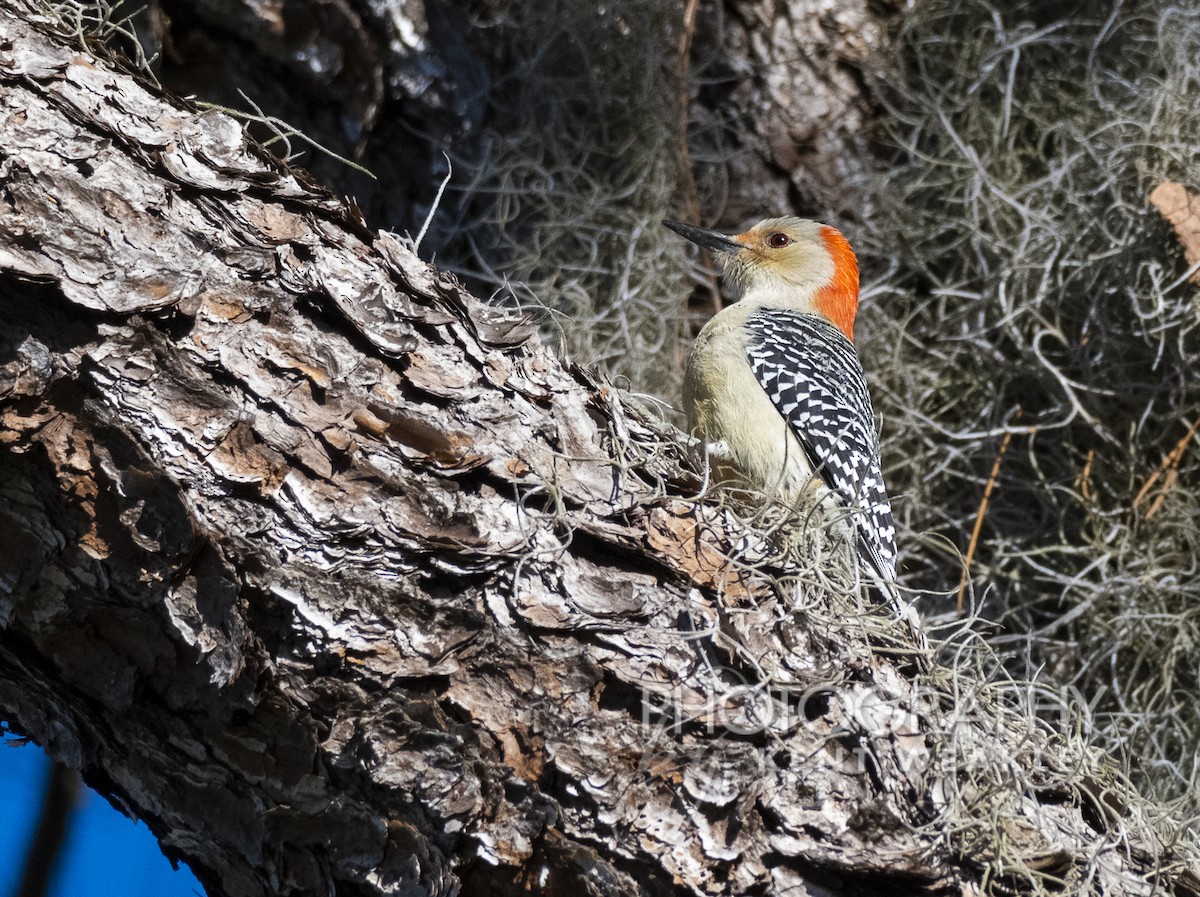 Red-bellied Woodpecker - Kent Weakley