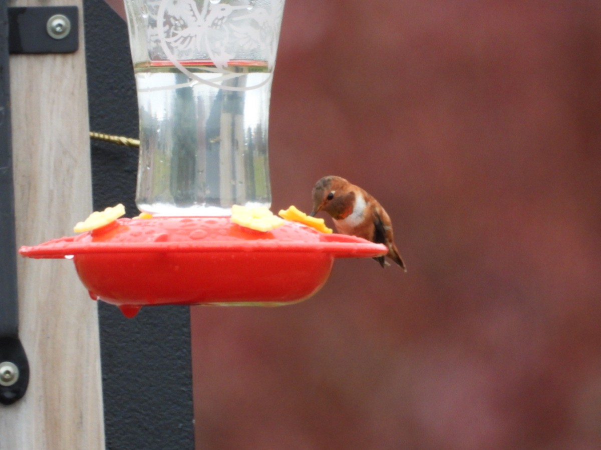 Rufous Hummingbird - ML391477731