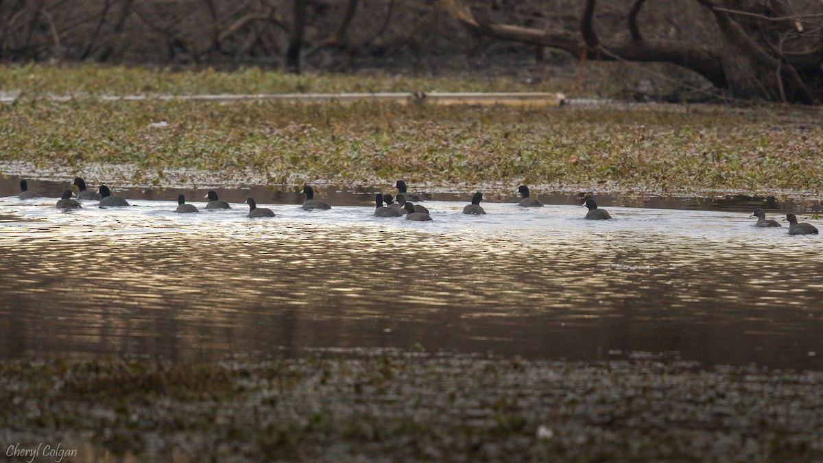 American Coot - ML391478111