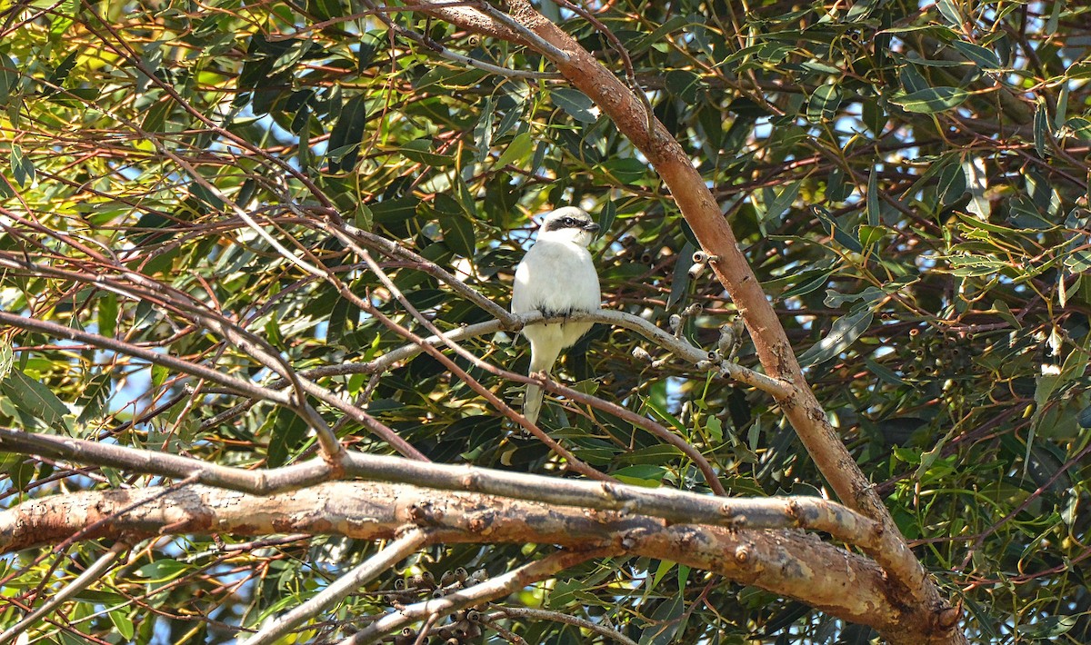 Loggerhead Shrike - ML391479501