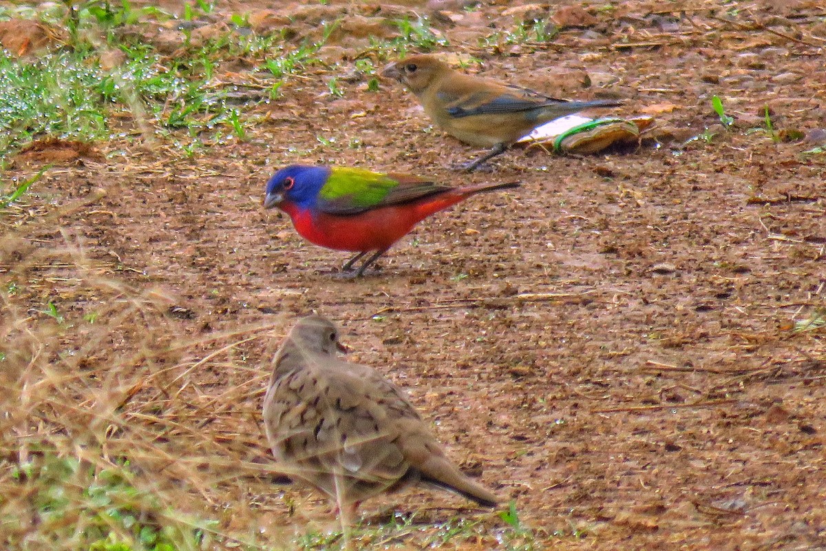Painted Bunting - ML391480341