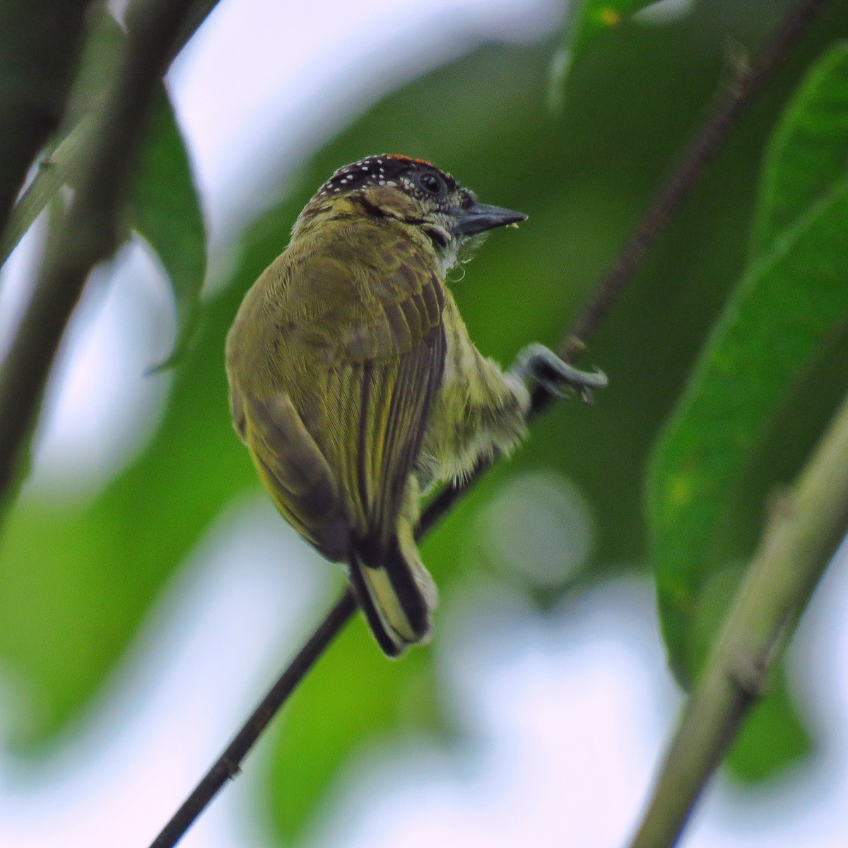 Olivaceous Piculet - ML391480431