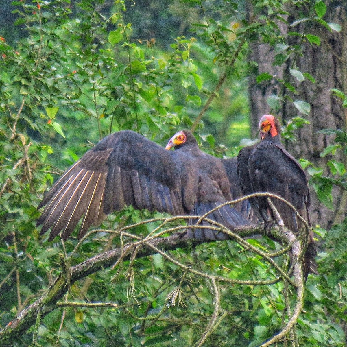 Lesser Yellow-headed Vulture - ML391480501