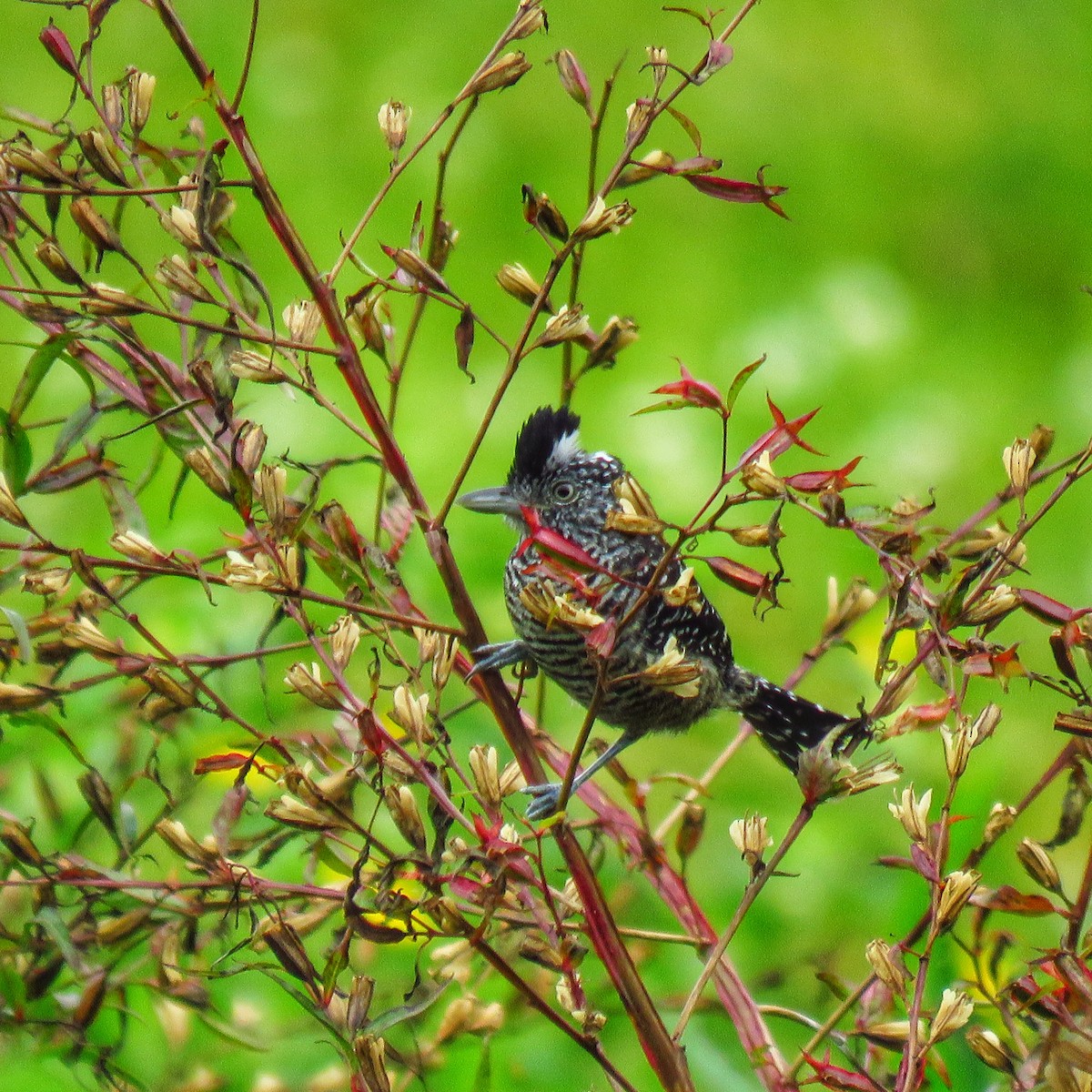 Barred Antshrike - ML391480511