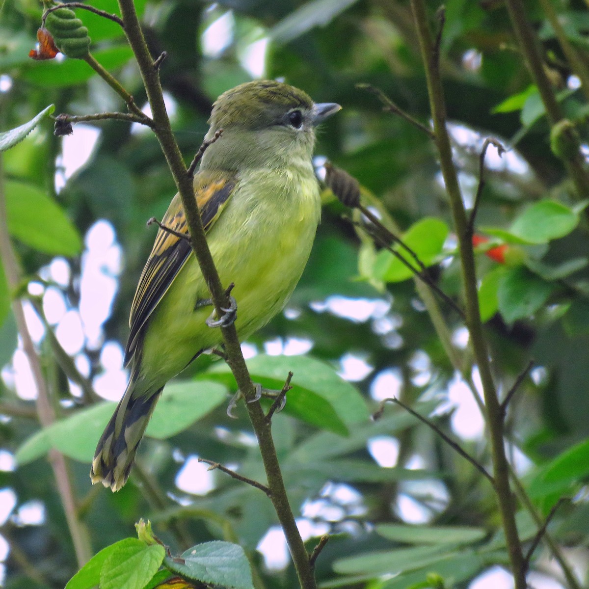 White-winged Becard - ML391480531