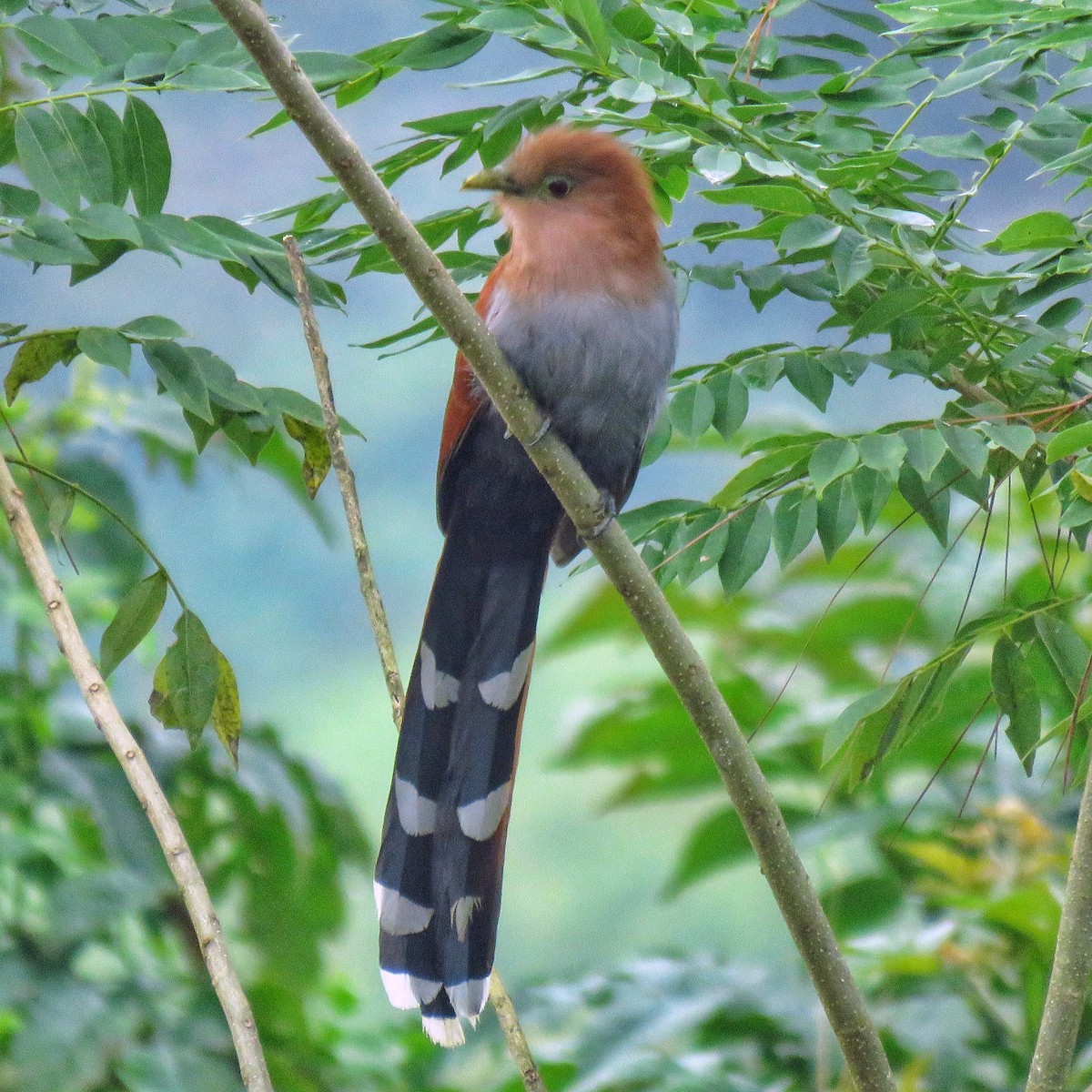 Common Squirrel-Cuckoo - ML391480801