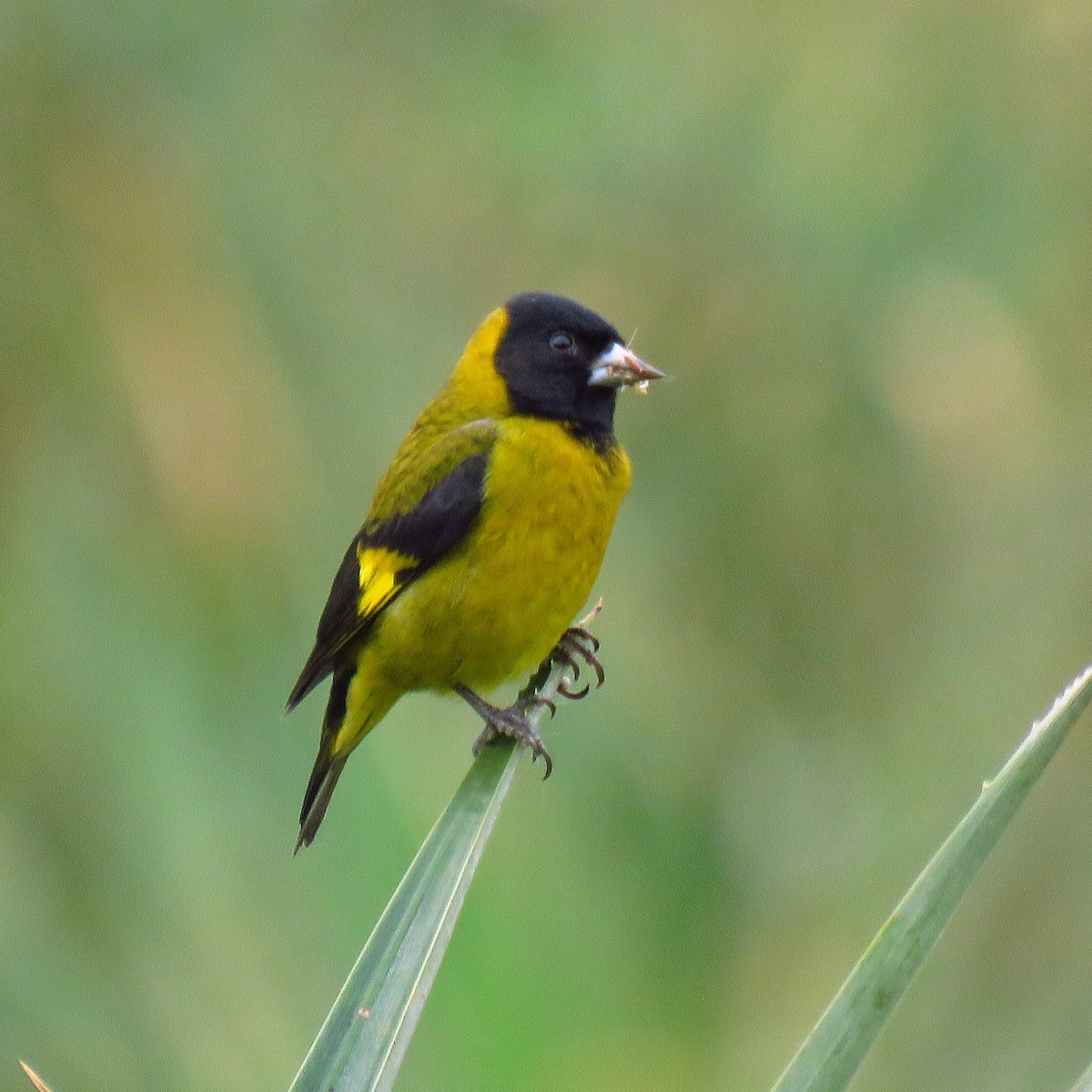 Black-headed Siskin - ML391481661
