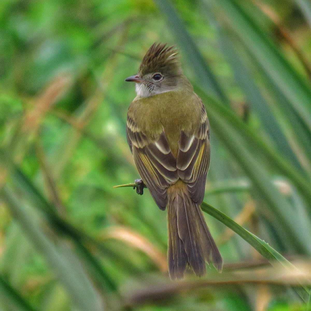 Yellow-bellied Elaenia - ML391481821