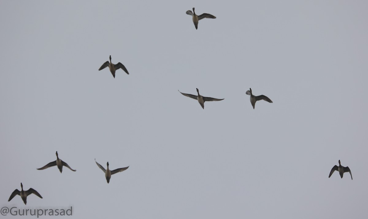 Indian Spot-billed Duck - ML391482611