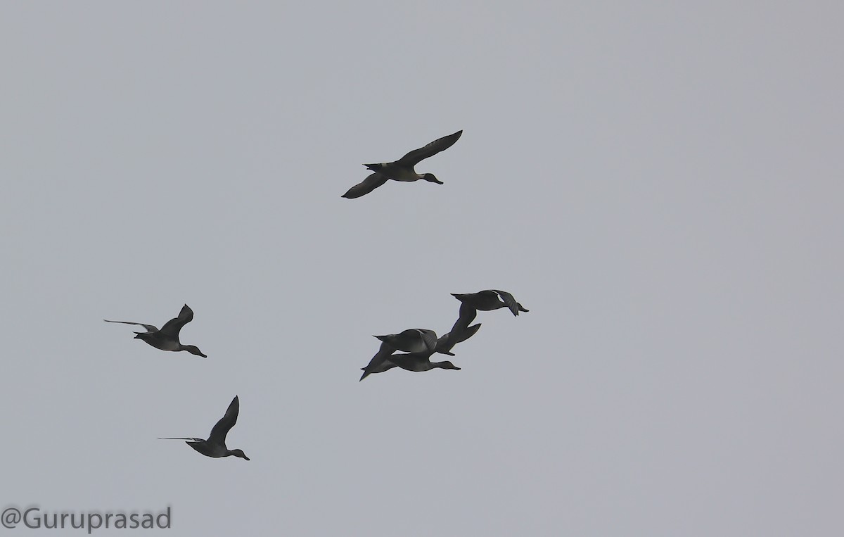 Indian Spot-billed Duck - ML391482621