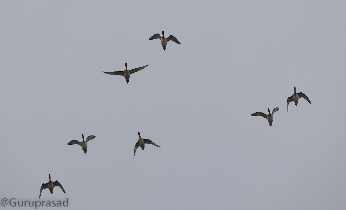 Indian Spot-billed Duck - ML391482691