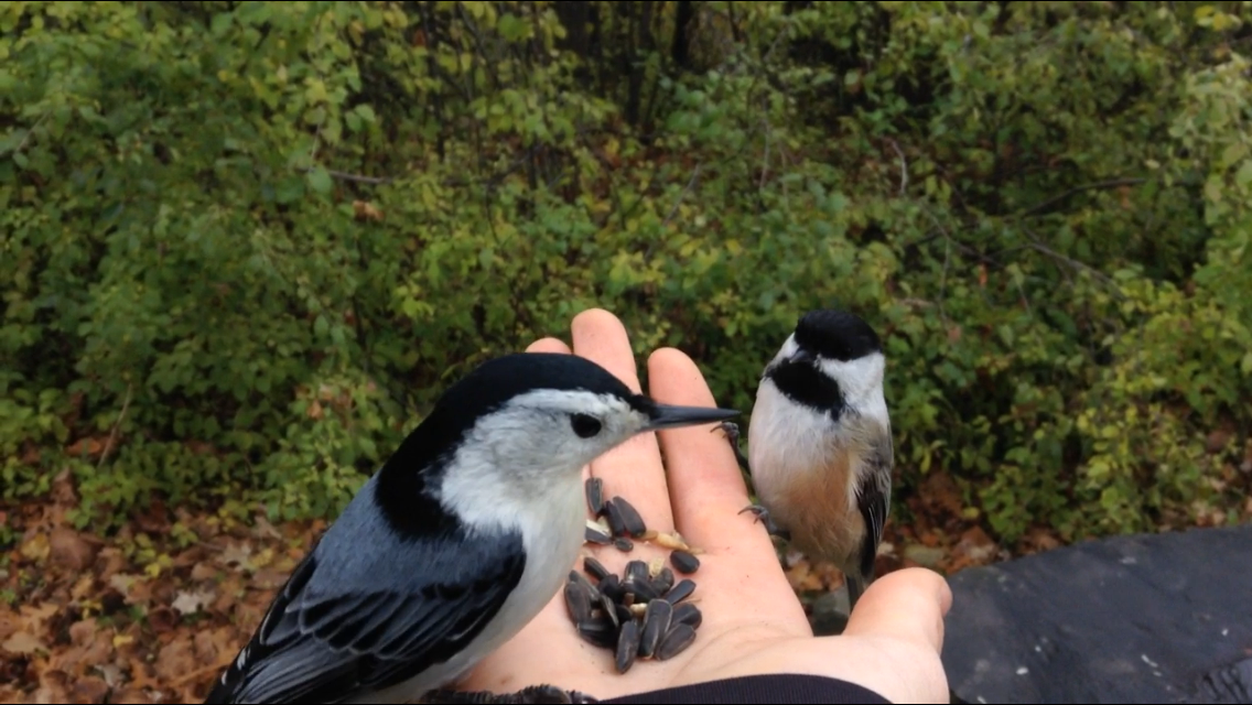 White-breasted Nuthatch - ML39148321